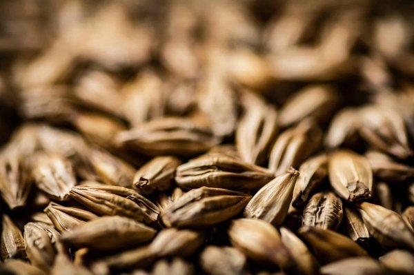 Quelles sont les graines les plus nutritives à intégrer dans une salade minceur?